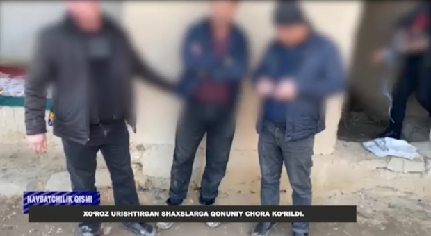 В Намангане трое мужчин организовывали петушиные бои - видео