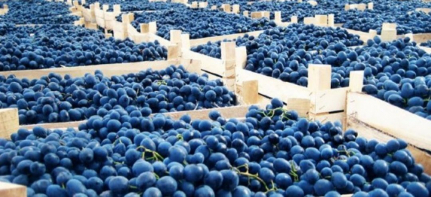 Узбекистан на экспорте винограда заработал почти $300 млн