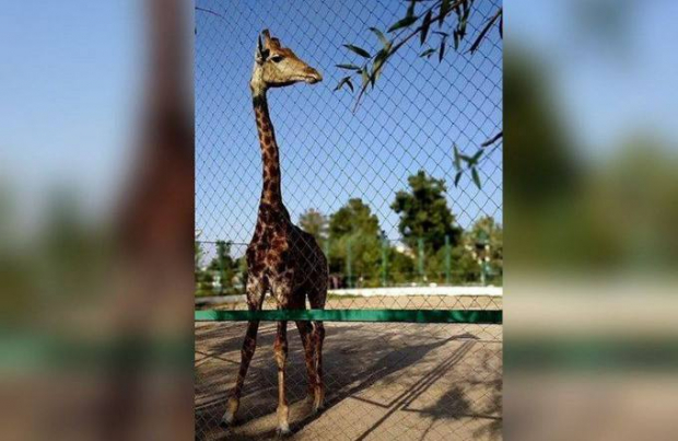 В Ферганском зоопарке скончался жираф