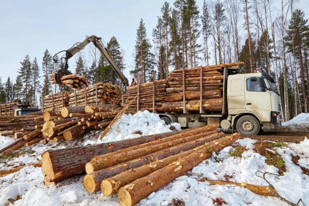Узбекистан продолжает скупать российскую древесину