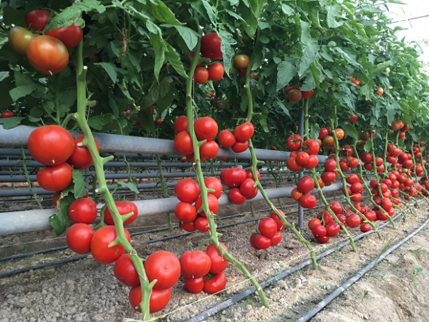 В Узбекистане помидоры начали продавать дороже, чем в Европе
