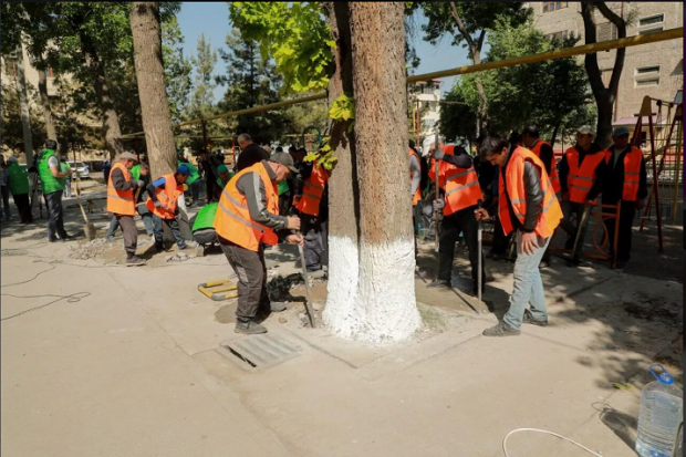 В Ташкенте взялись за спасение деревьев от асфальтирования