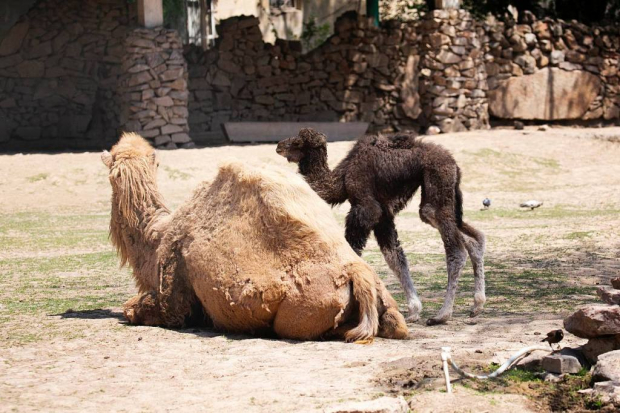 В Ташкентском зоопарке случилось пополнение
