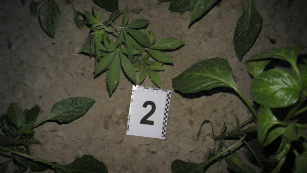 Житель Наманганской области выращивал у себя в доме 30 кустов опиумного мака