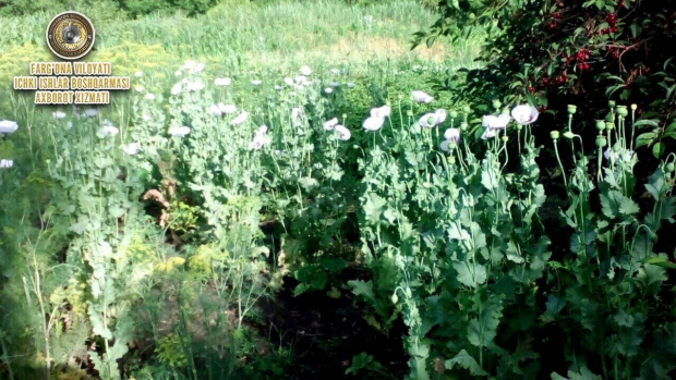 Жительница Ферганской области выращивала опиумный мак