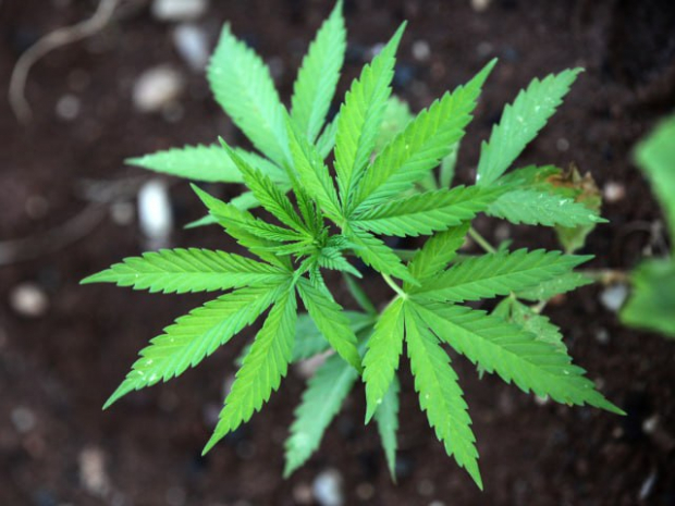 В Бухарской области пенсионер выращивал марихуану