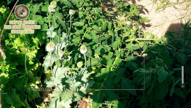В Ферганской области женщина выращивала почти 250 кустов опиумного мака