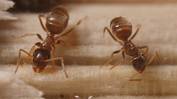Узбекские муравьи могут уничтожить энергосистему Великобритании