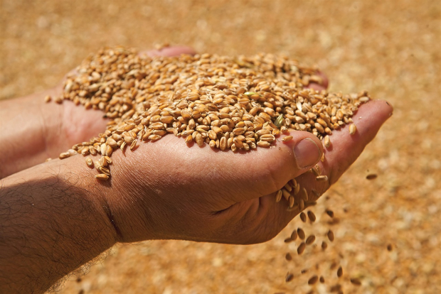Узбекистан принял ряд мер для стабилизации цен на зерно