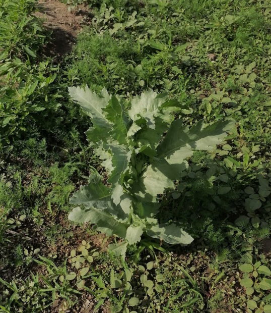 Житель Маргилана выращивал в своём доме опиумный мак