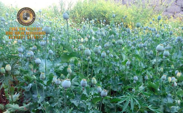 Житель Язъяванского района у себя в доме выращивал более 350 кустов опиумного мака