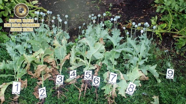 Жительница Ферганской области выращивала наркотикосодержащие растения