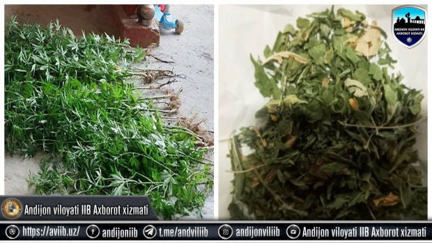Житель Андижанской области выращивал в своём доме марихуану