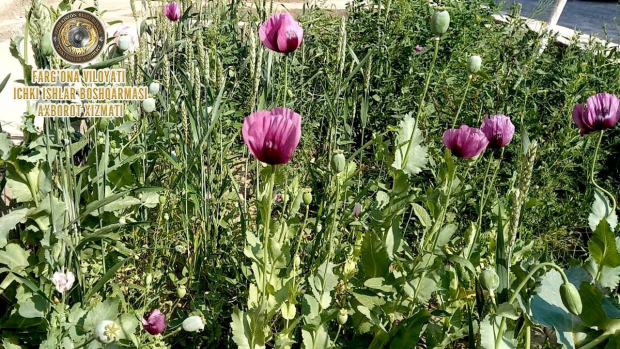 Очередной случай выращивания наркотикосодержащих растений выявлен в Ферганской области