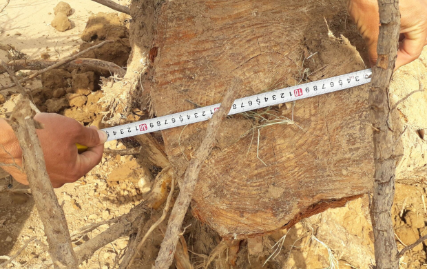 В Хорезмской области незаконно выкорчевали 62 дерева