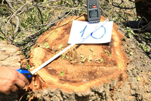 По факту незаконной вырубки деревьев в Самаркандской области заведено уголовное дело