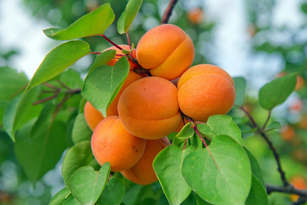 Узбекистан становится мировым лидером по продаже абрикосов