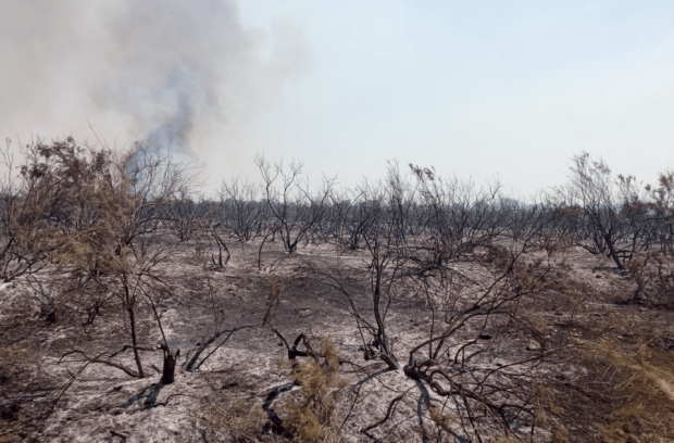 В Ташкентской области успешно потушили лесные пожары