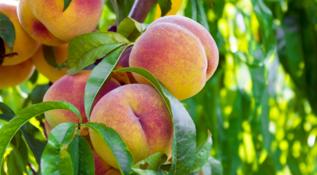 В Узбекистане стремительно падают цены на персики и нектарин