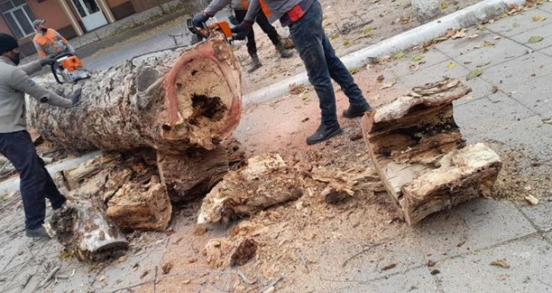 В Наманганской области за вырубку деревьев мужчину приговорили к двум годам ограничения свободы