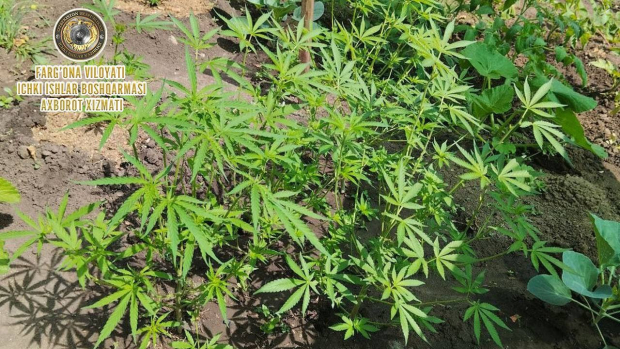 Житель Ферганской области выращивал марихуану