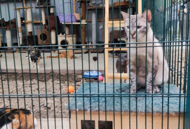 В Ташкенте необоснованно пытаются закрыть кошачий приют «Милые кошки»