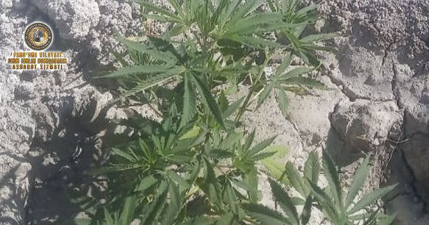 Житель Маргилана выращивал в своём доме марихуану