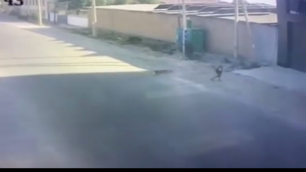 В Самарканде собаки напали на ребёнка — видео