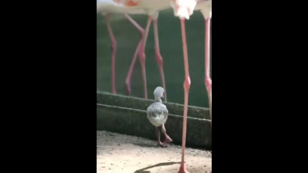В Ташкентском зоопарке впервые вылупились птенцы розовых фламинго — видео
