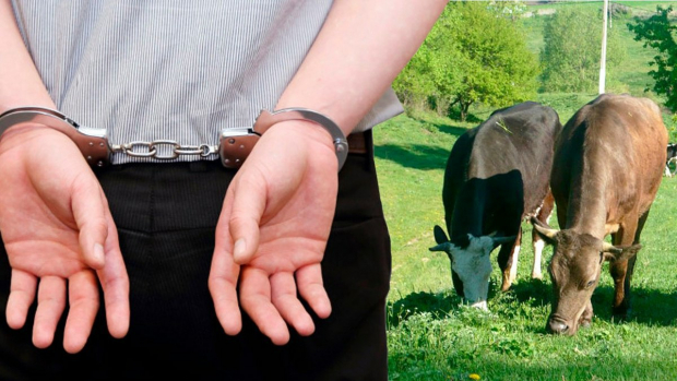 Установлена личность мужчины, который украл корову в Бухарской области