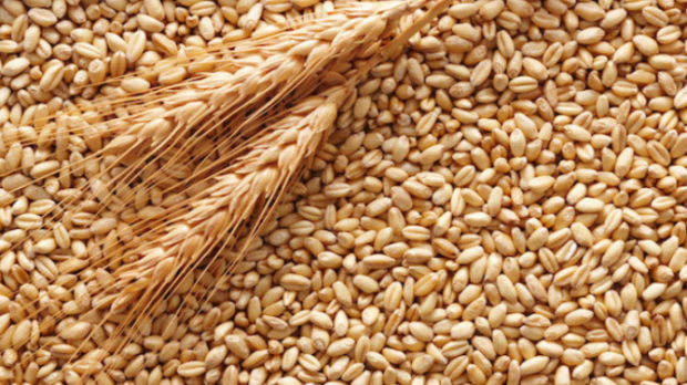 В Узбекистане впервые вырастили 8 млн тонн зерна
