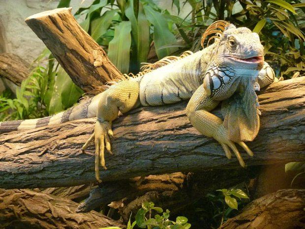 Узбекистан подсчитал количество рептилий в своих зоопарках