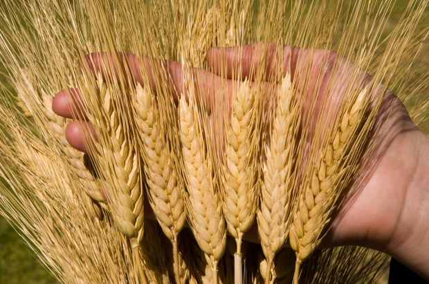 В Узбекистане за полгода выращено почти 5,5 млн тонн зерновых культур