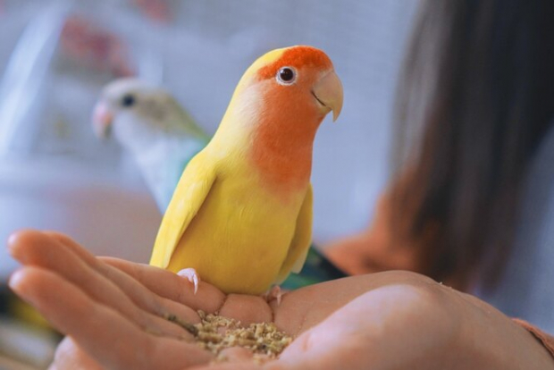 В первом полугодии Узбекистан закупил более 2 тысяч попугаев