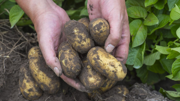 В Узбекистане увеличился объём выращивания картофеля