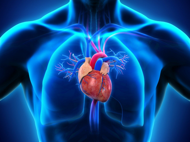 Врачи перечислили пять признаков здоровой сердечно-сосудистой системы