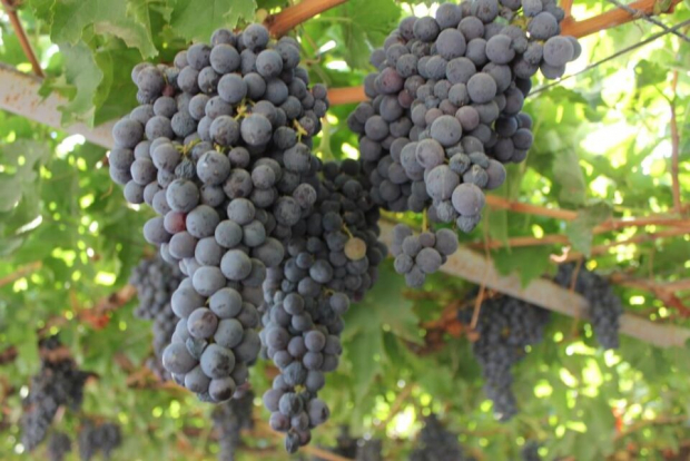 В Узбекистане стоимость винограда «кишмиш» побила рекорд последних лет