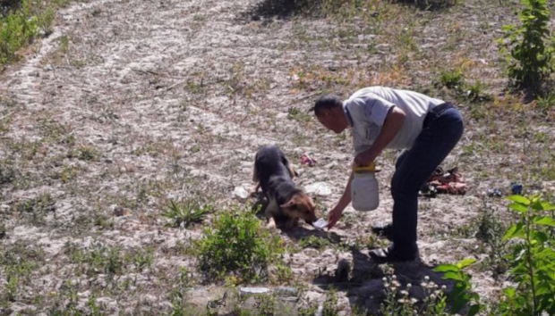 В Хорезме сотрудники Управления благоустройства отравили бродячих собак и официально отчитались об этом