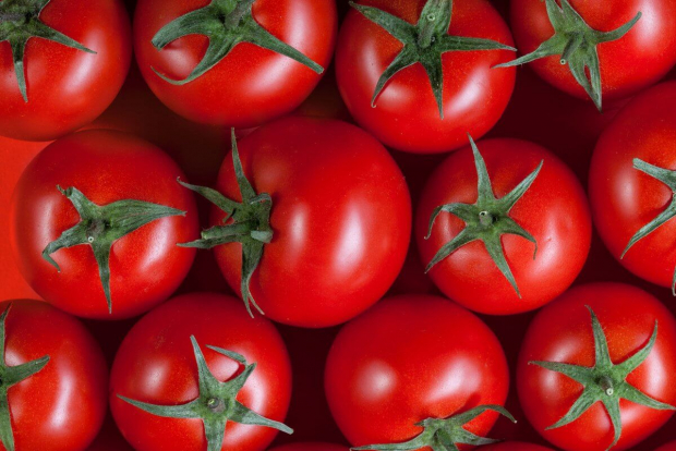В Самарканде открыли новый сорт томатов