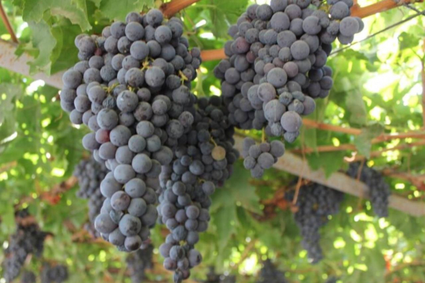В Узбекистане продолжают расти цены на виноград