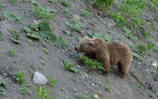 В один из посёлков Узбекистана нагрянул голодный бурый медведь
