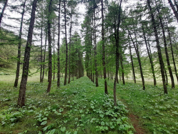 В Ташкенте запускается проект «Реестр деревьев»