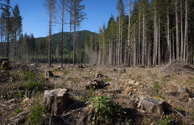 В Узбекистане с начала года выявили почти 2,5 тысячи случаев незаконной вырубки деревьев