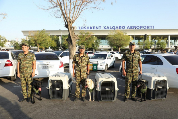 Из Узбекистана в Южную Корею впервые отправили трех собак-ищеек — видео