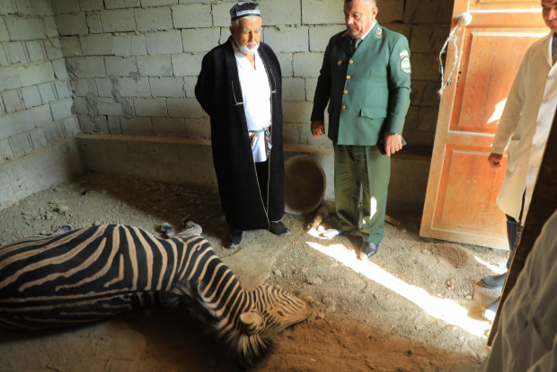 В Ферганском зоопарке скончалась зебра