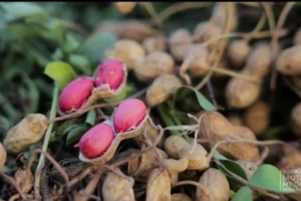 В Узбекистане вывели новый сорт арахиса «Лидер»