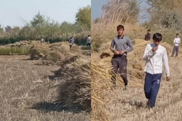 В Хорезме наказали фермера, привлекшего школьников к уборке риса — видео