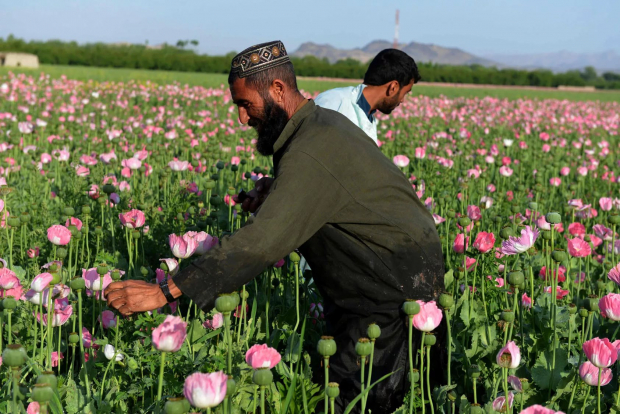 Опиумные поля в Афганистане сократились на 95% с приходом талибов