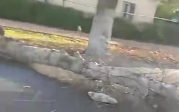 В Ташкенте дерево упало на автомобиль, пассажирка погибла — видео