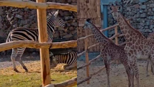 Ташкентский зоопарк пополнился животными из Южной Африки — видео